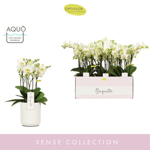 White Phalaenopsis Orchid ‘Boquetto Beauty’ – 12cm Pot