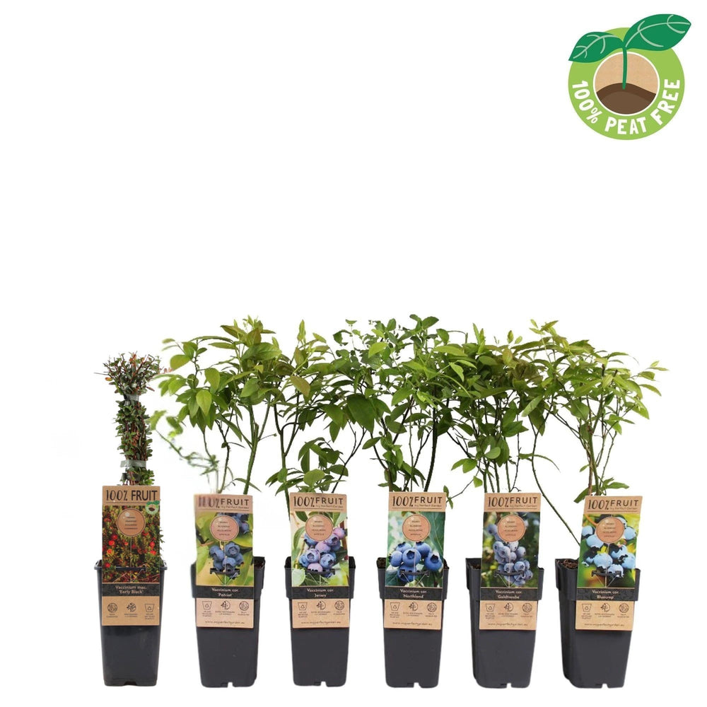 Mixed Blueberry Plant (Vaccinium) – 15cm Pot
