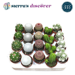 Mixed Cactus and Succulent Collection – 5.5cm Pots