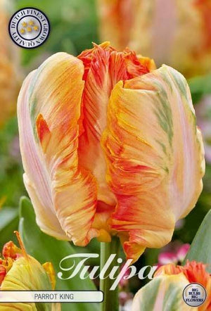 Parrot Tulip ‘King’ Flower Bulbs – 7 Bulbs