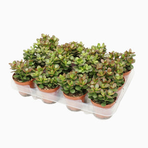 Crassula Minor Succulent – 8.5cm Pot