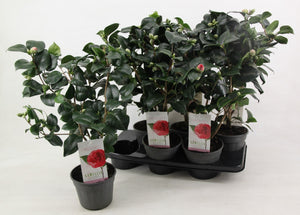 Camellia japonica ‘Lady Campbell’ – 15cm Pot