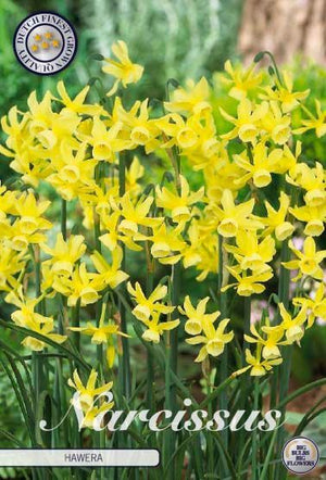 Narcissus ‘Hawera’ Daffodil Bulbs – 10/12