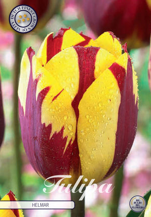 Tulipa ‘Helmar’ Triumph Tulip Bulbs – 7 Bulbs