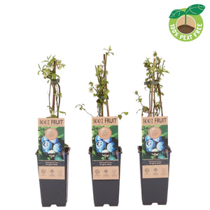 Brigitta Blue Blueberry Plant (Vaccinium) – 15cm Pot