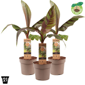 Red Banana Plant (Musa Ever Red) – 21cm Pot