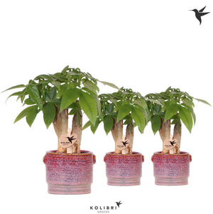 Pachira Aquatica Money Tree – 6cm Pot