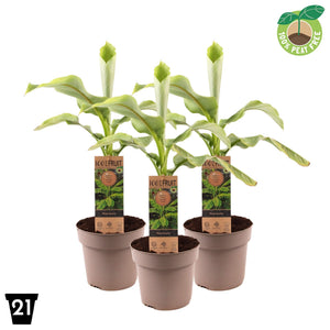 Japanese Banana Plant (Musa basjoo) – 21cm Pot
