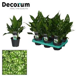 Aglaonema 'Maria' Chinese Evergreen – 12cm Pot