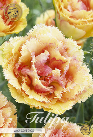 Fringed Double Tulip ‘Vaya Con Dios’ Bulbs – 5 Pack