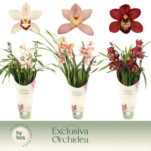 Mixed Cymbidium Orchid – 12cm Pot, 60cm Tall