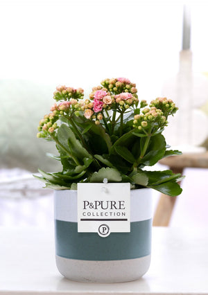Pink Double Kalanchoe – 12cm Pot