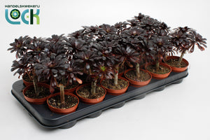 Black Aeonium (Aeonium nigrum) – 8.5cm Pot