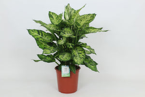 Dieffenbachia ‘Sublime’ Dumb Cane – 24cm Pot, 80cm High