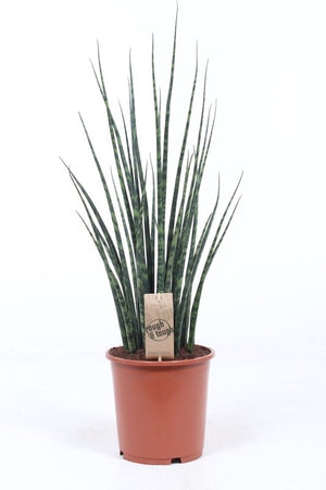 Mikado Fernwood Snake Plant (Sansevieria) – 19cm Pot
