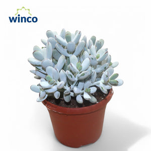 Higginsiae Silver Dollar Plant (Cotyledon orbiculata) – 17cm Pot