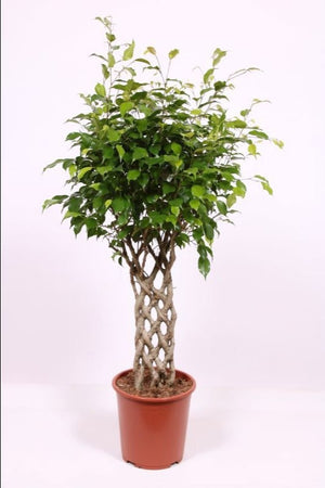Ficus Exotica Weeping Fig (Ficus benjamina) – 27cm Pot