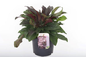 Penstemon ‘Dakota Burgundy’ – 17cm Pot