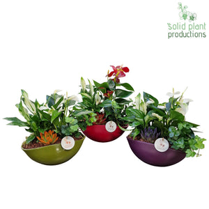 Eyleen Autumn Trio Plant Arrangement – 22cm Ceramic Boat