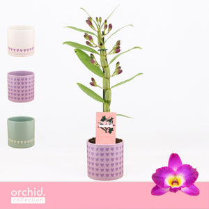 Purple Dendrobium Nobile Orchid – 12cm Pot