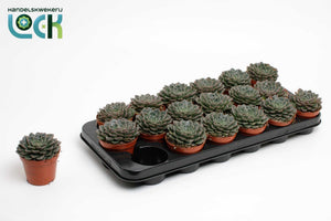 Echeveria glauca Succulent – 8.5cm Pot