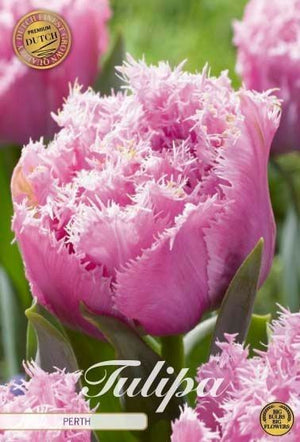 Tulipa Fringed Double ‘Perth’ Flower Bulbs – 7 Bulbs