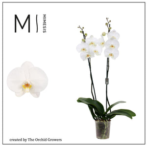 White Phalaenopsis Orchid – 2 Stem, 12cm Pot