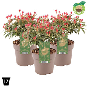 Flaming Silver Japanese Pieris (Pieris japonica) – 17cm Pot