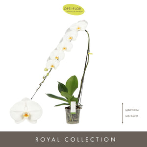 White Phalaenopsis Orchid ‘Yosemite Falls’ – 15cm Pot