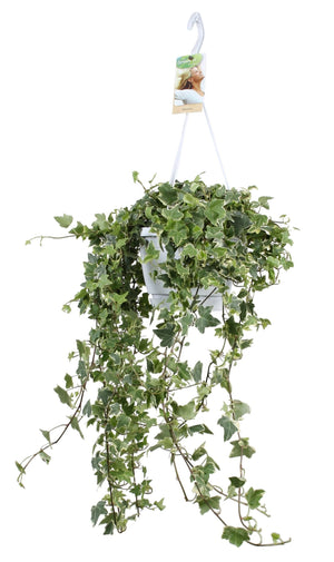 English Ivy (Hedera helix) – 17cm Pot