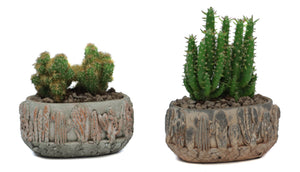Mixed Cactus Collection in Gaia Ceramic Pot – 13cm