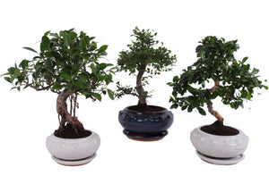 Mixed Indoor Bonsai Tree – 19cm Ceramic Pot