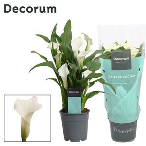 White Zantedeschia ‘Crystal Blush’ – 12cm Pot
