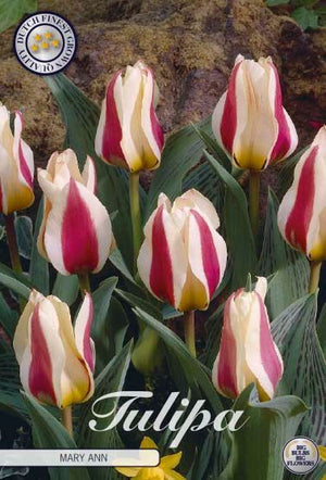 Tulipa Greigii ‘Mary Ann’ Tulip Bulbs – 12cm+