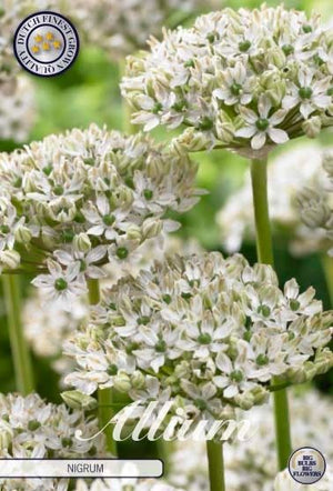 Allium Nigrum Flower Bulbs – Pack of 5