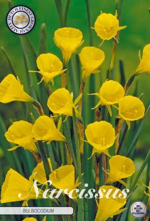 Hoop Petticoat Daffodil Bulbs (Narcissus bulbocodium) – Pack of 10