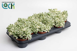 Variegated Cotyledon ladismithiensis – 10.5cm Pot