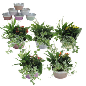 Zinc Planter Arrangement – 18cm Pot