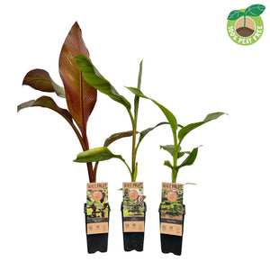 Japanese Banana Plant (Musa basjoo) – 15cm Pot