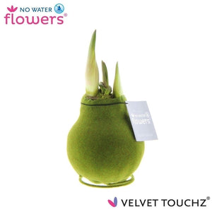 Velvet Touch Amaryllis Waxed Bulb – Earth Mix