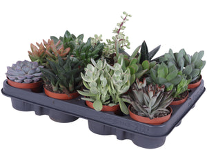 Mixed Succulent Plant – 8.5cm Pot