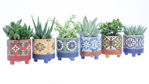 Mixed Succulent Arrangement in Ceramic Tuvalu Pot – 10cm