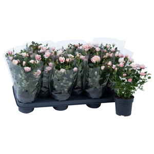 Pink Patio Rose (Rosa) – 10.5cm Pot