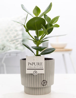 Clusia Rosea ‘Princess’ – 12cm Ceramic Pot