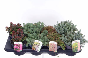 Mixed Sedum Plants – 13cm Pot