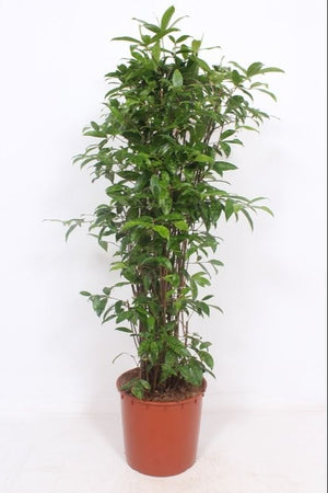 Dracaena surculosa Bush Tree – 34cm Pot, 140cm High