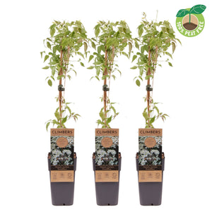 Clematis montana ‘Grandiflora’ – 15cm Pot, 60cm Tall