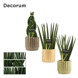 Cylindrical Snake Plant (Sansevieria cylindrica) – 12cm Pot