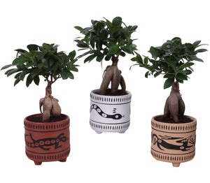 Ficus Ginseng Bonsai (Ficus microcarpa) – 14cm Pot