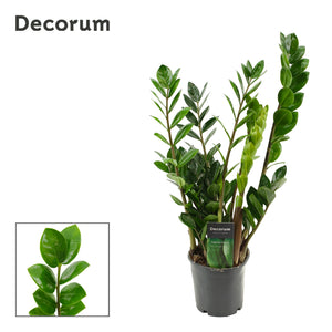 Zamioculcas ‘Lima’ (ZZ Plant) – 12cm Pot, 50cm